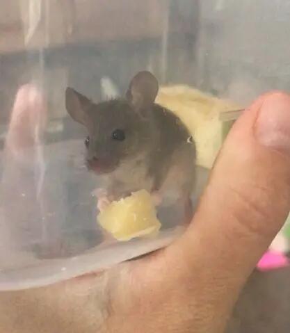 mouse with a piece of cheese